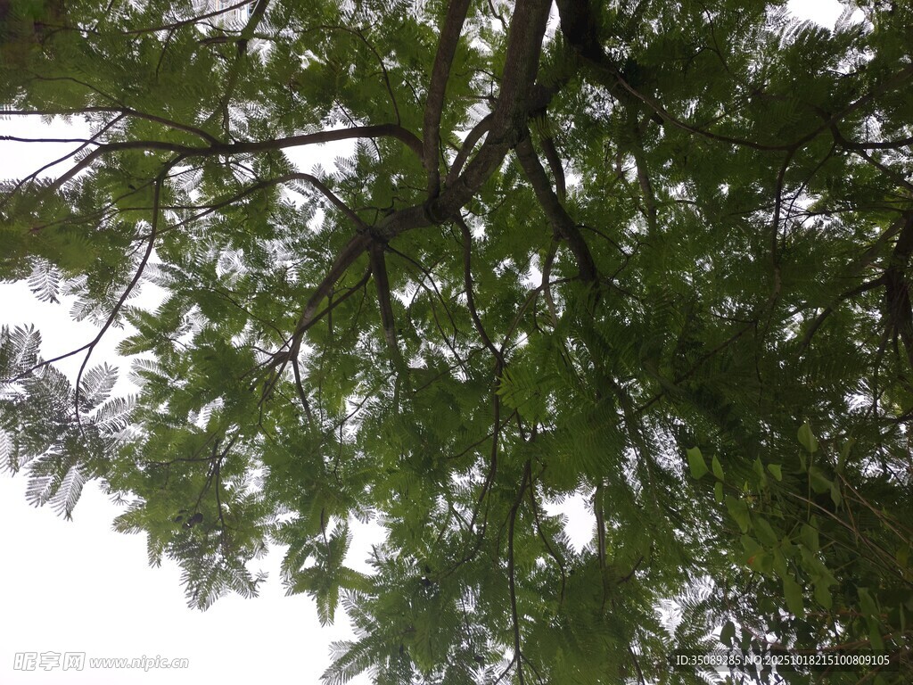 仰视茂密枝叶