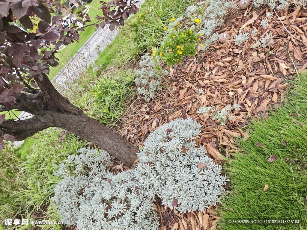 树下银叶植物与覆盖物景观