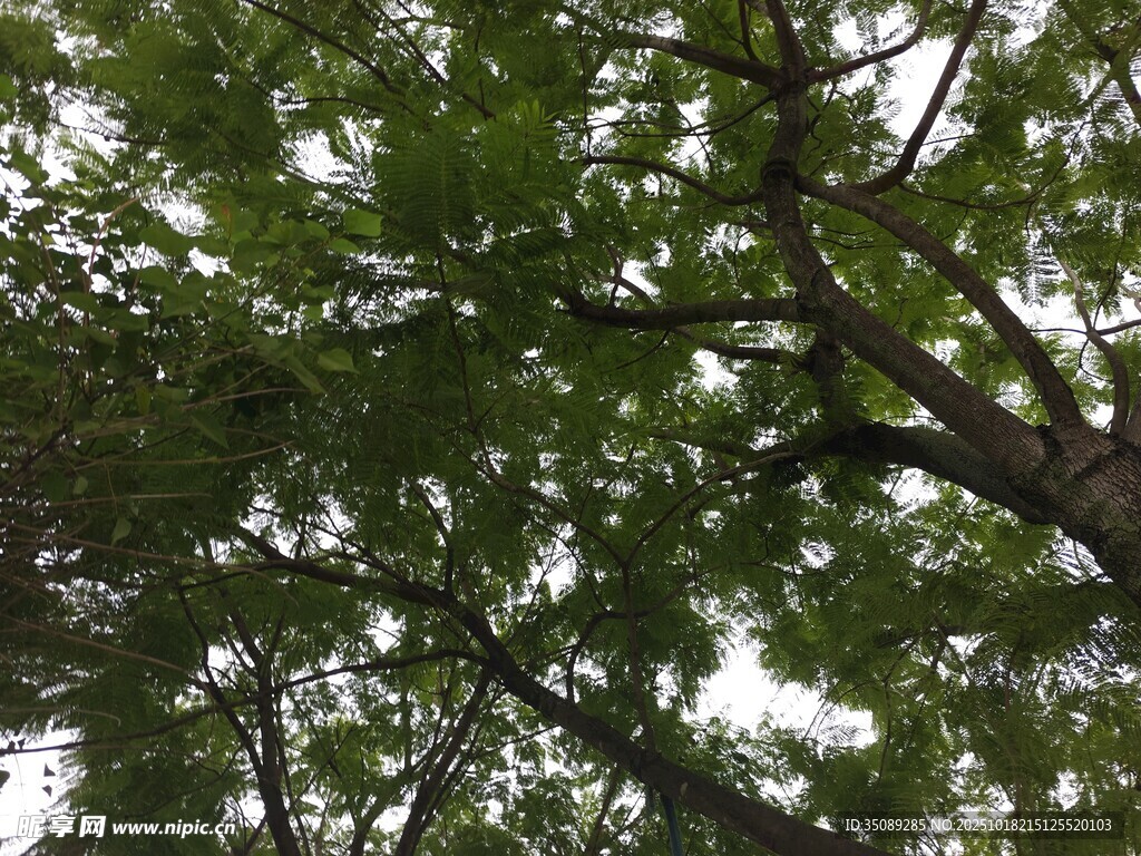 茂密枝叶下的天空一角