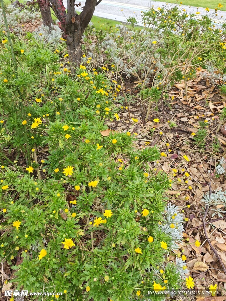 花园中的黄色小花绽放