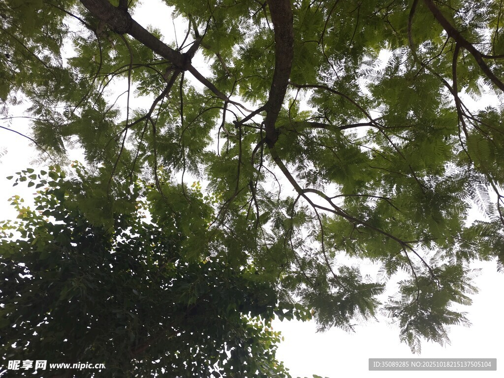 仰视茂密树冠