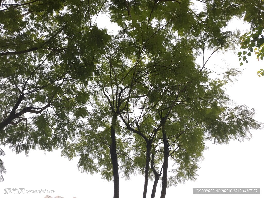 绿树成荫的树冠景观