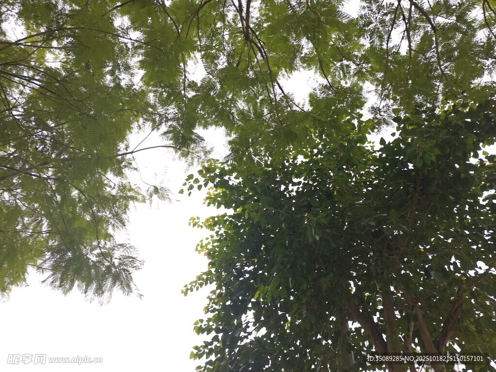 仰视繁茂绿树树冠