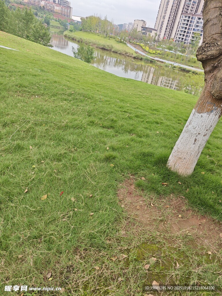 城市绿地中的大树与草坪