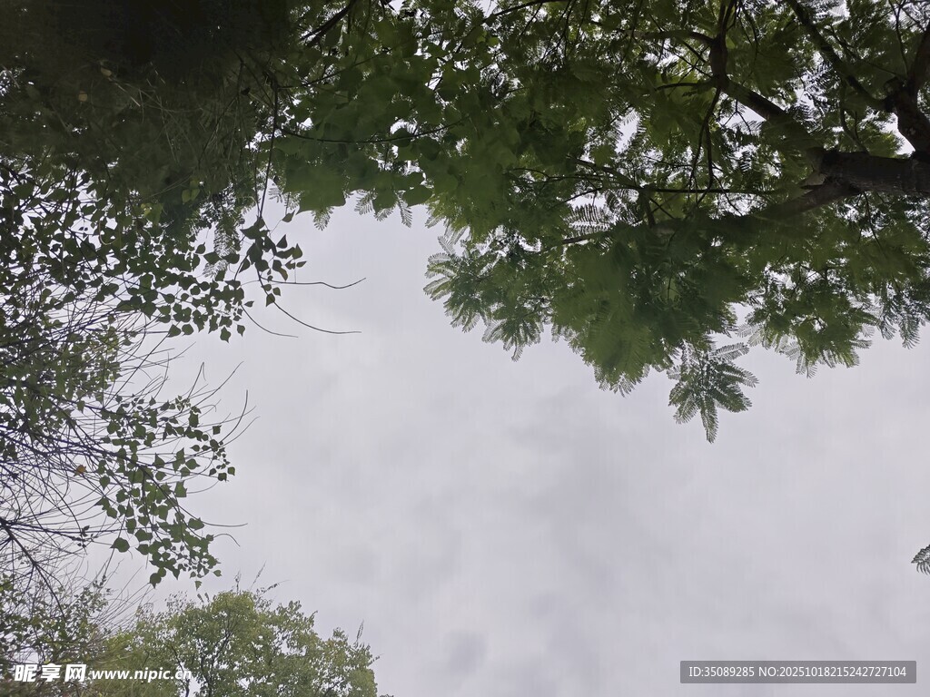 仰视树冠下的灰白天空