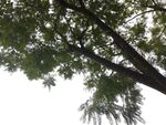 仰视繁茂树枝