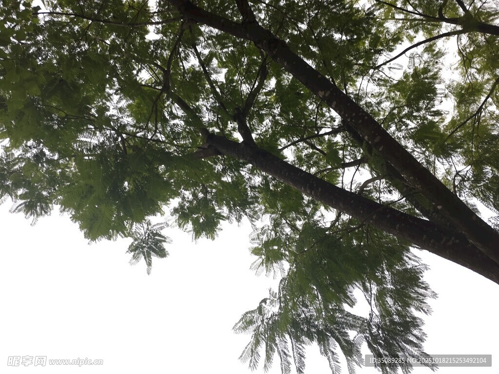 仰视繁茂树枝