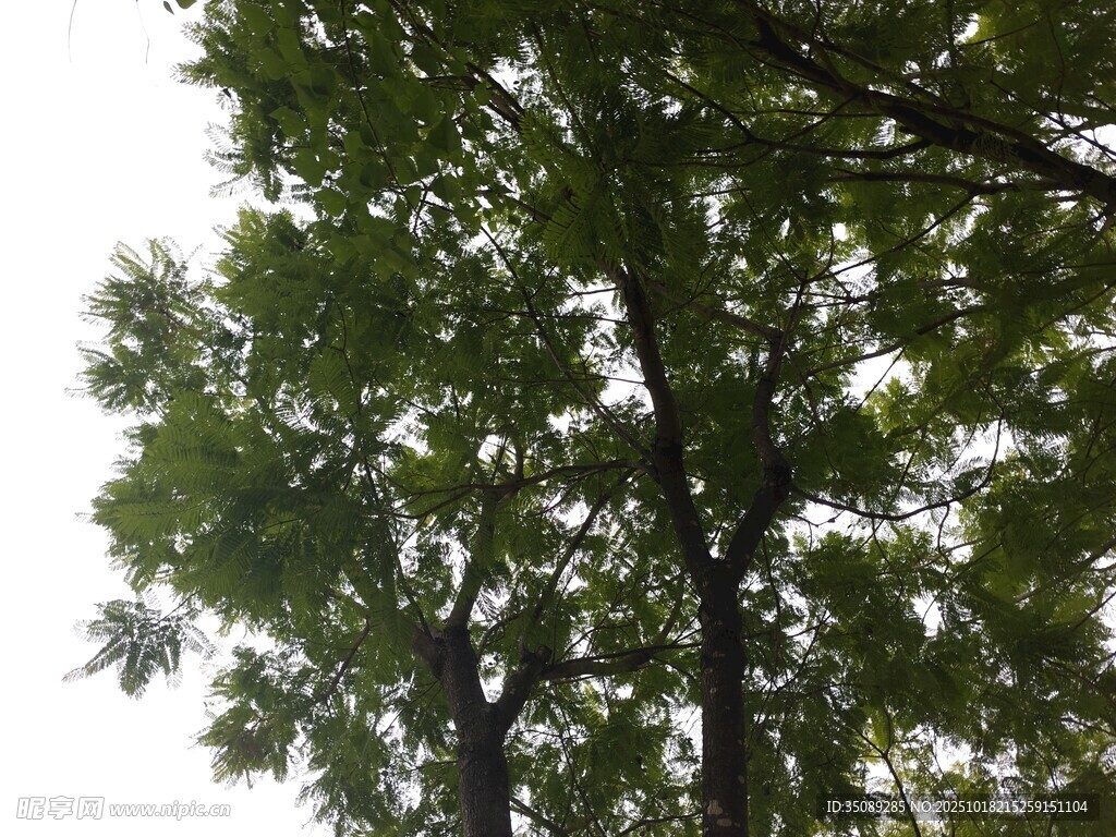 仰视茂密枝叶的树木