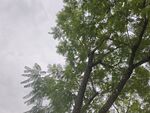 雨中绿意盎然的树木