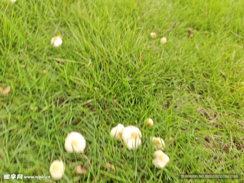 草地上的白色小花