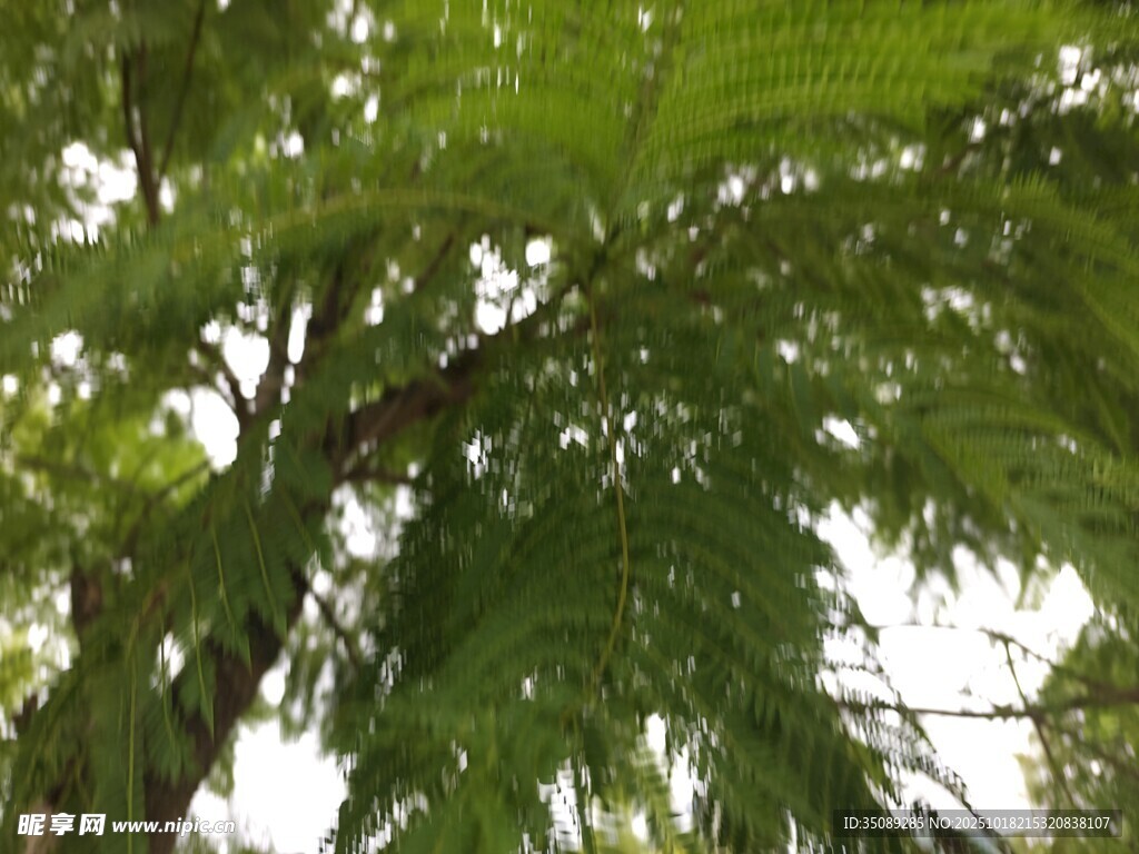 繁茂绿树的枝叶景观
