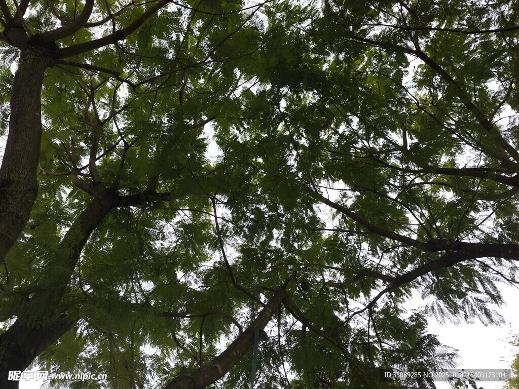 仰视茂密树冠绿意盎然