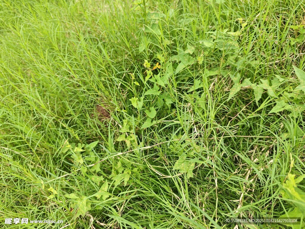 翠绿草地中的蓬勃植物