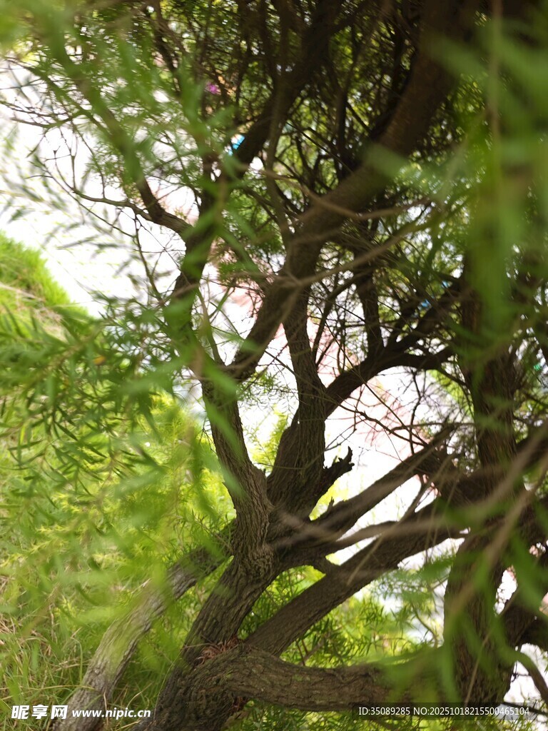 繁茂大树展现自然生命力