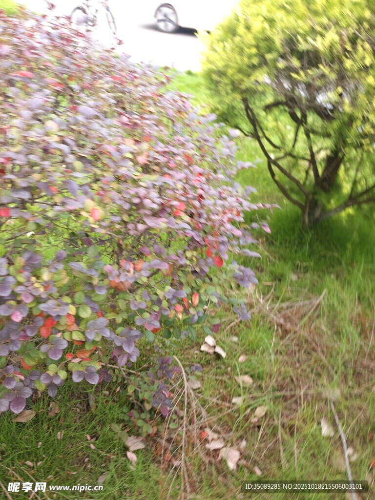 多彩花丛中的繁茂植物