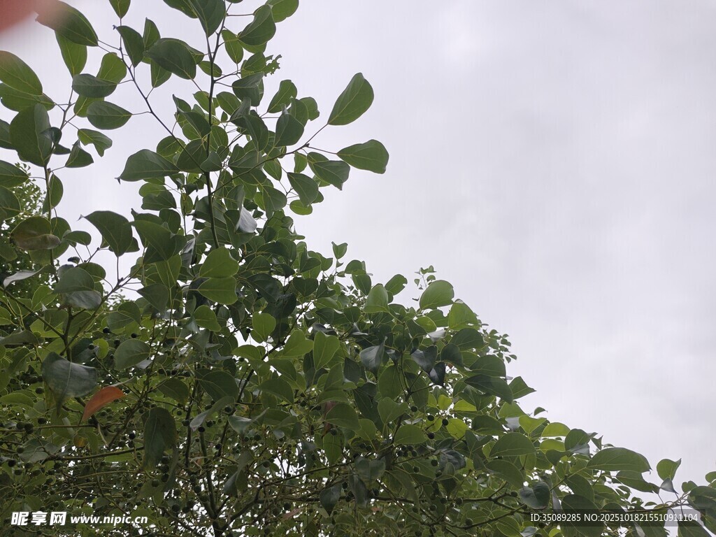 枝叶繁茂的绿植景观