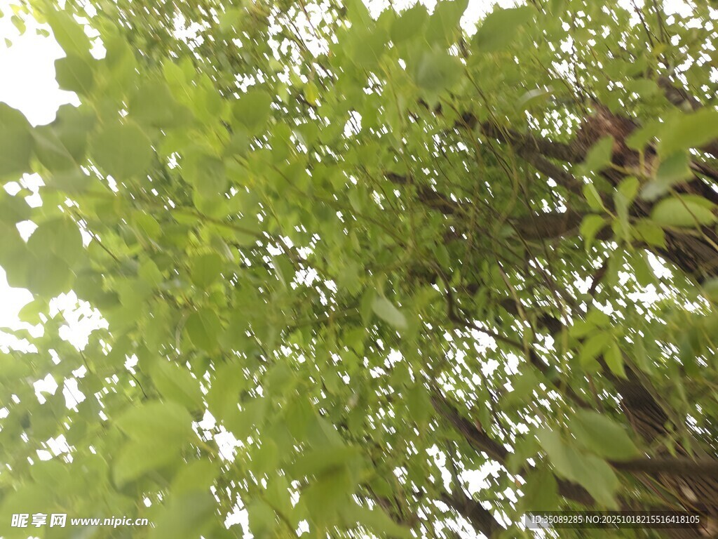 绿叶繁茂的树冠