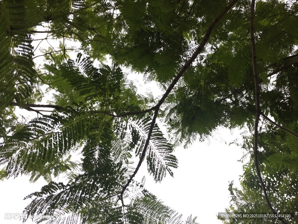 仰视繁茂枝叶