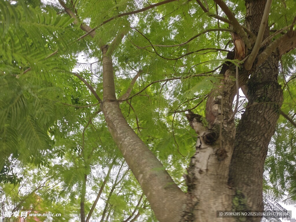 大树繁茂枝叶与粗壮树干