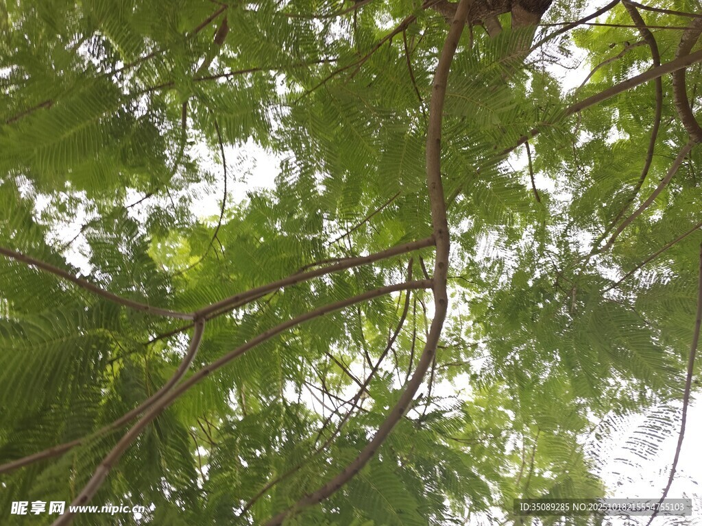 仰视繁茂枝叶
