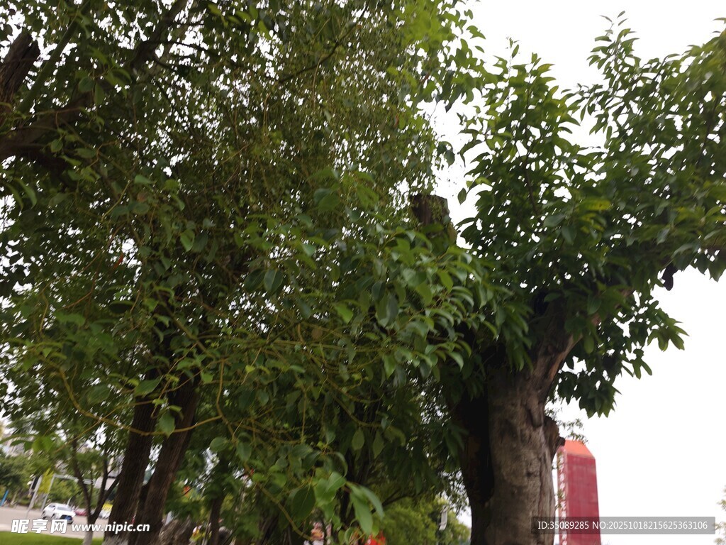 茂盛绿树展现自然生机