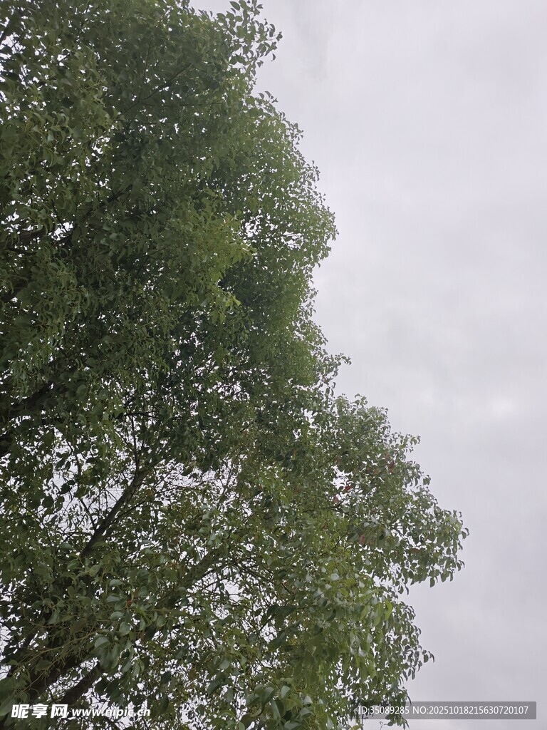 仰视茂密枝叶的高大树木