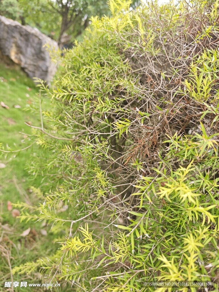 翠绿灌木丛中的盎然生机