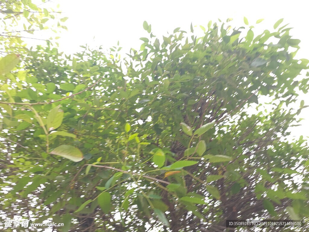 繁茂绿树展现盎然生机