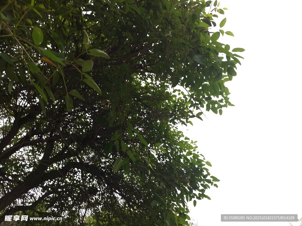 仰视繁茂绿树树冠