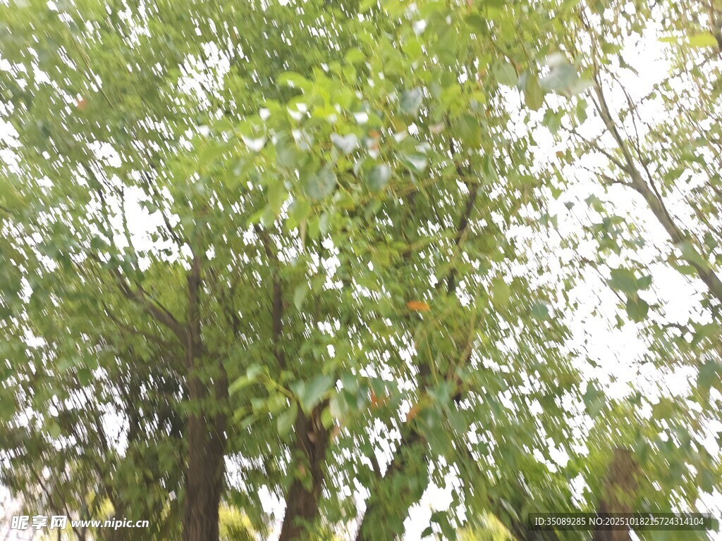 繁茂绿树展现自然生机