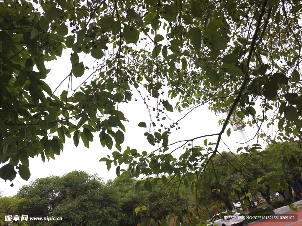 绿树成荫的户外景象