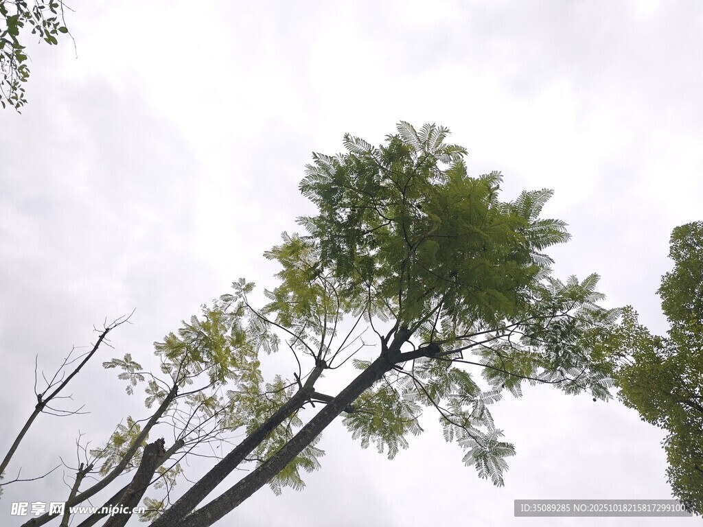 仰视视角下的繁茂绿树