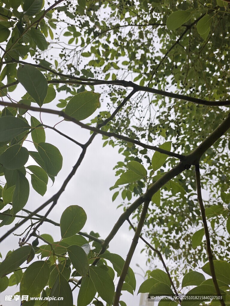 枝叶繁茂的绿意景象