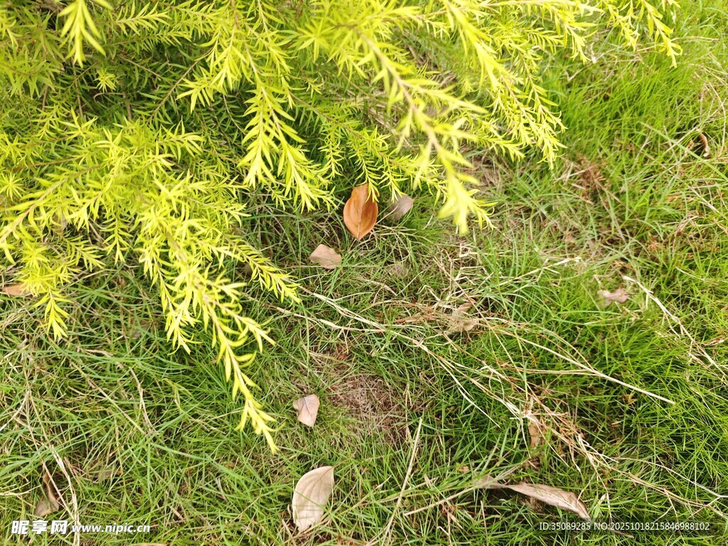 翠绿草地间的黄枝与落叶