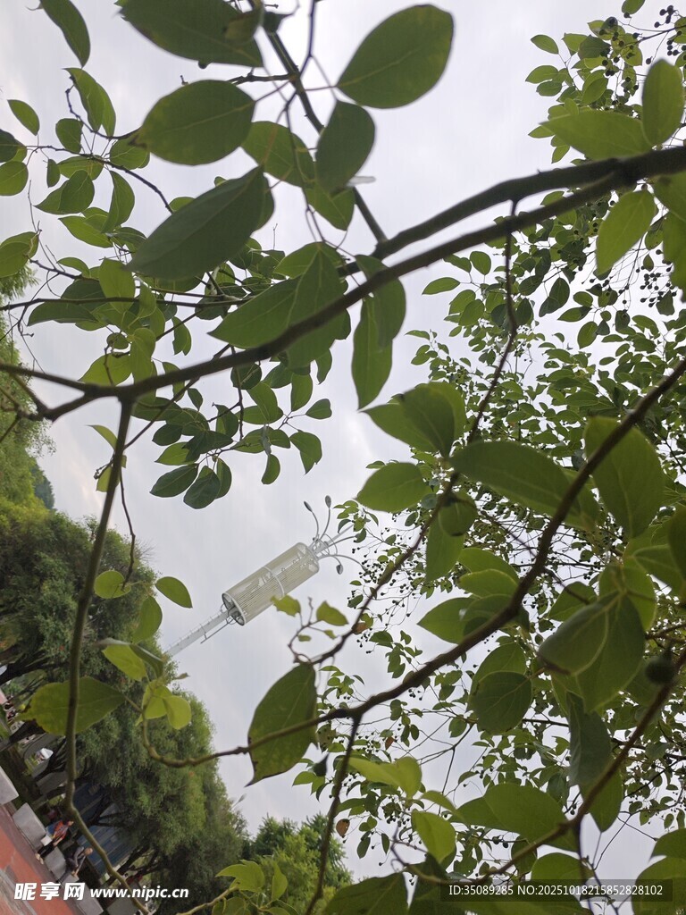 绿叶繁茂的树枝景象