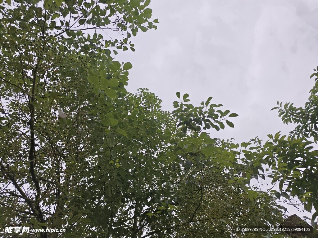 仰视茂密树林枝叶
