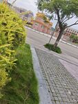 校园旁的绿植与砖石小路