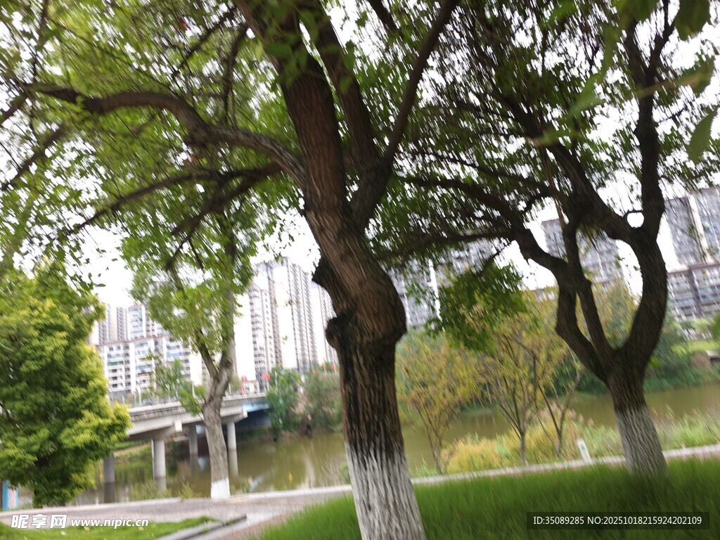 公园绿树成荫的美好景致