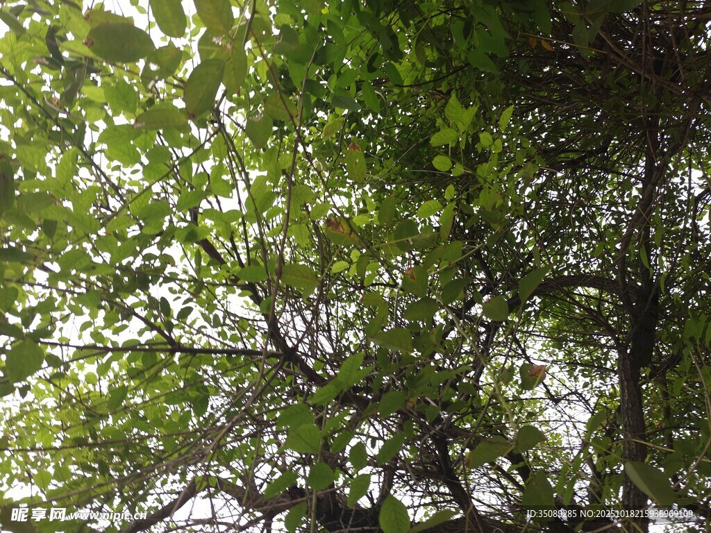 仰视葱郁树冠