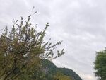山间树木与多云天空