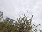城市中生长的繁茂绿树