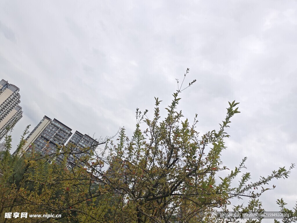 城市中生长的繁茂绿树