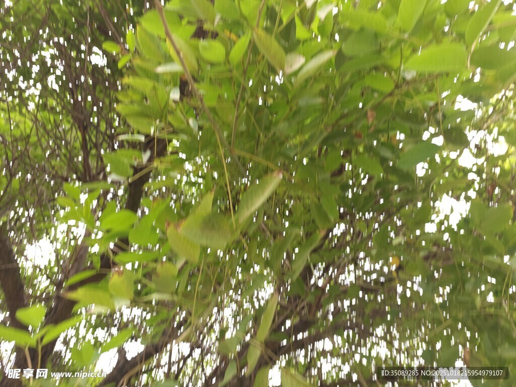 繁茂绿树枝叶间的生机