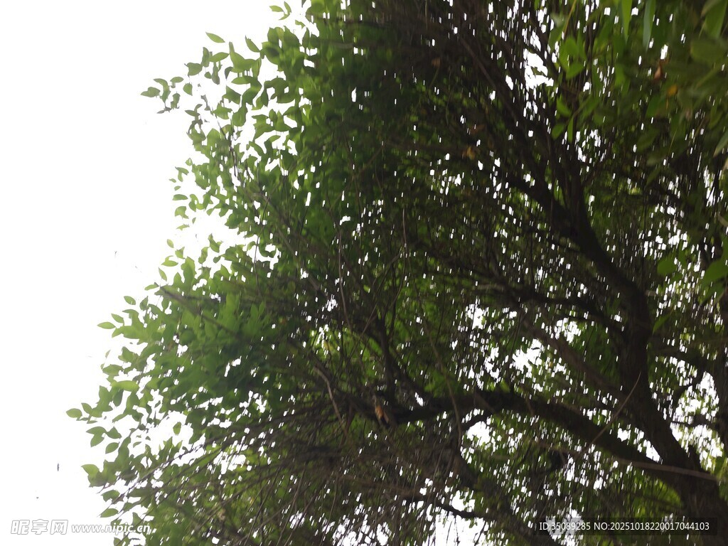 仰视葱郁树木枝叶