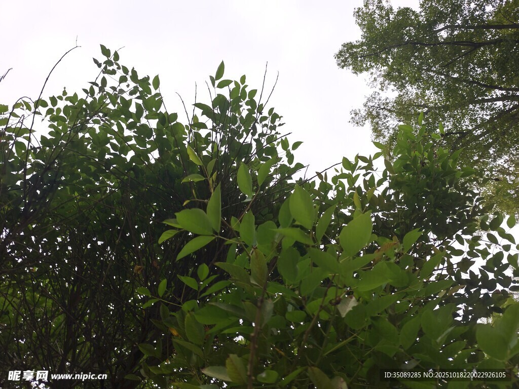 繁茂绿植展现自然生机