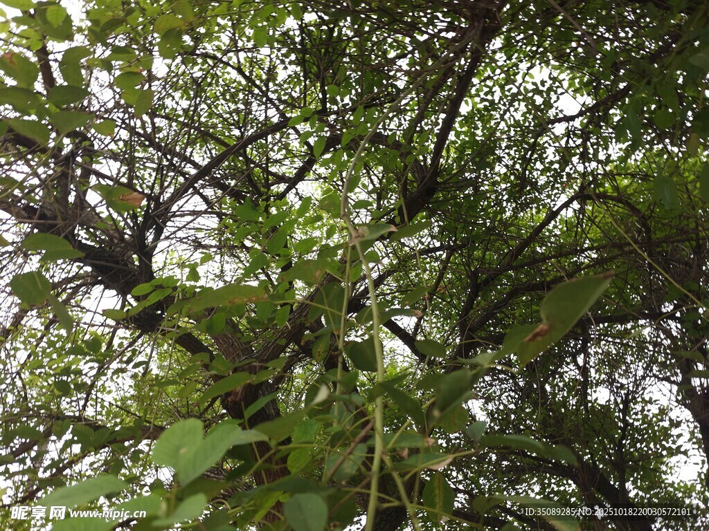繁茂枝叶间的绿意生机