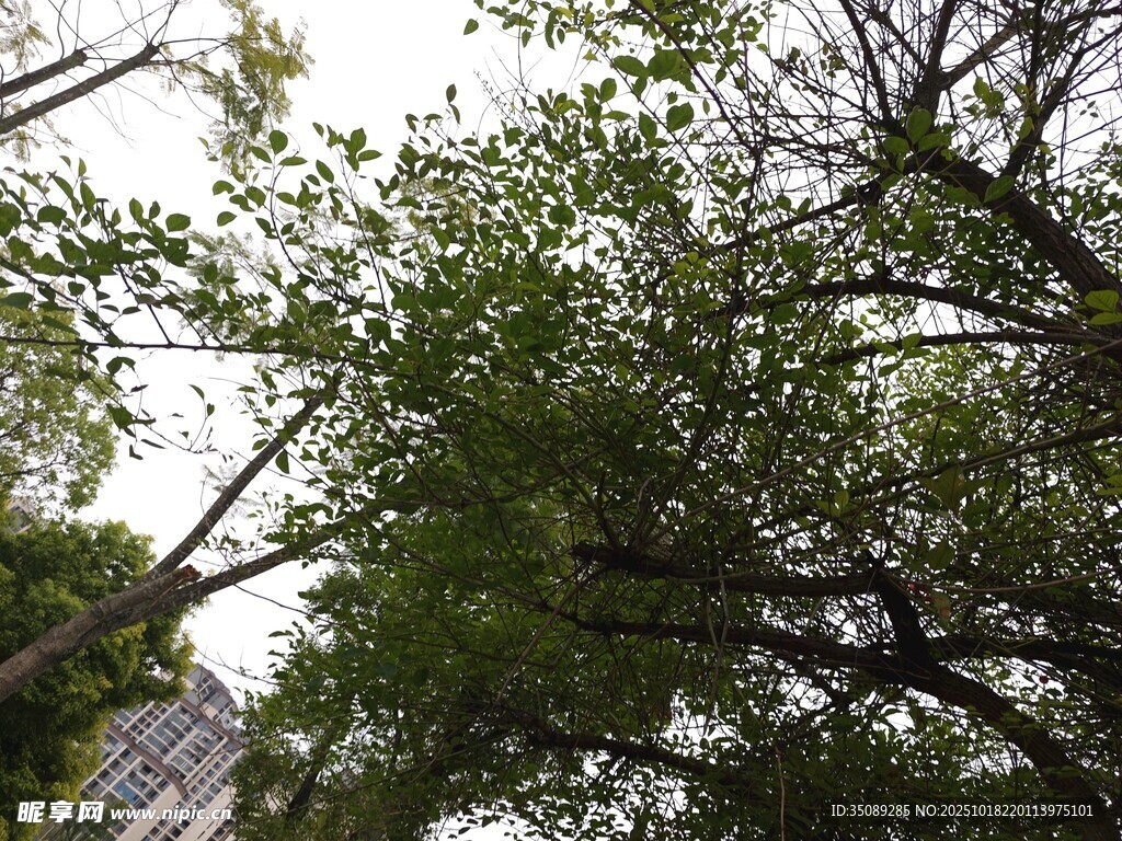 仰视茂密绿树树冠
