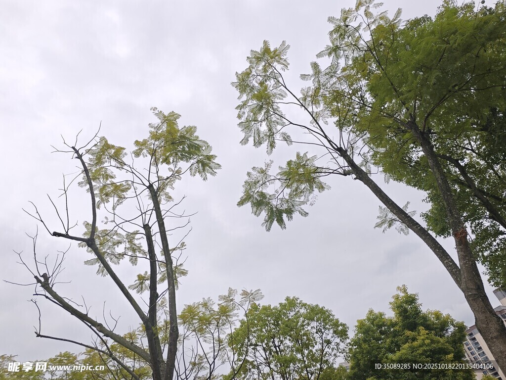 枝头新绿展现自然生机