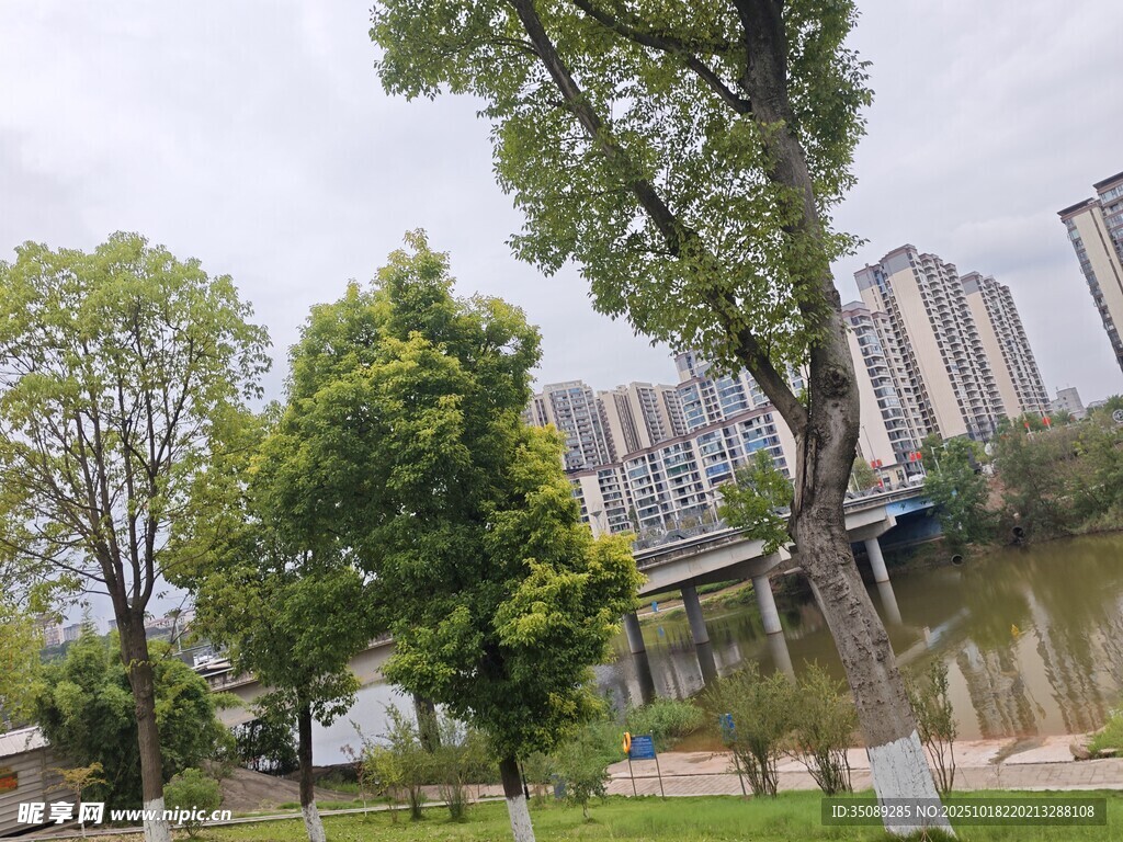 城市河畔绿树景观