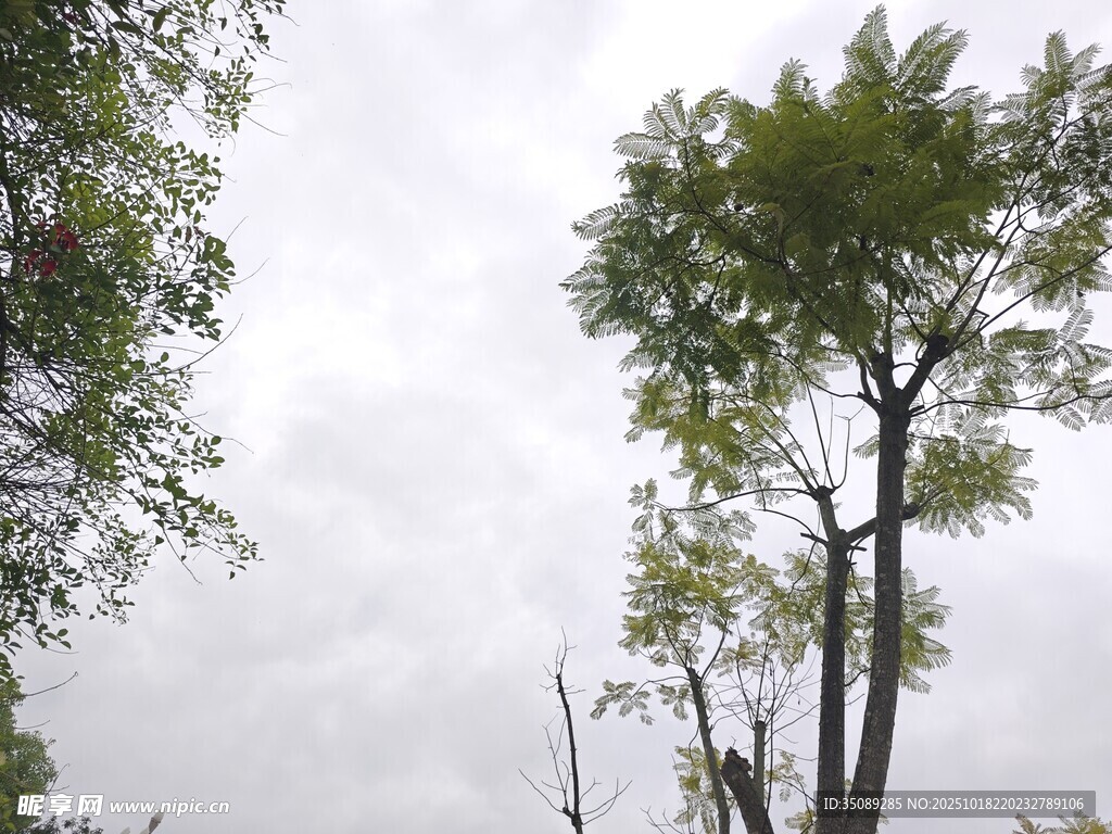 天空下的挺拔绿树